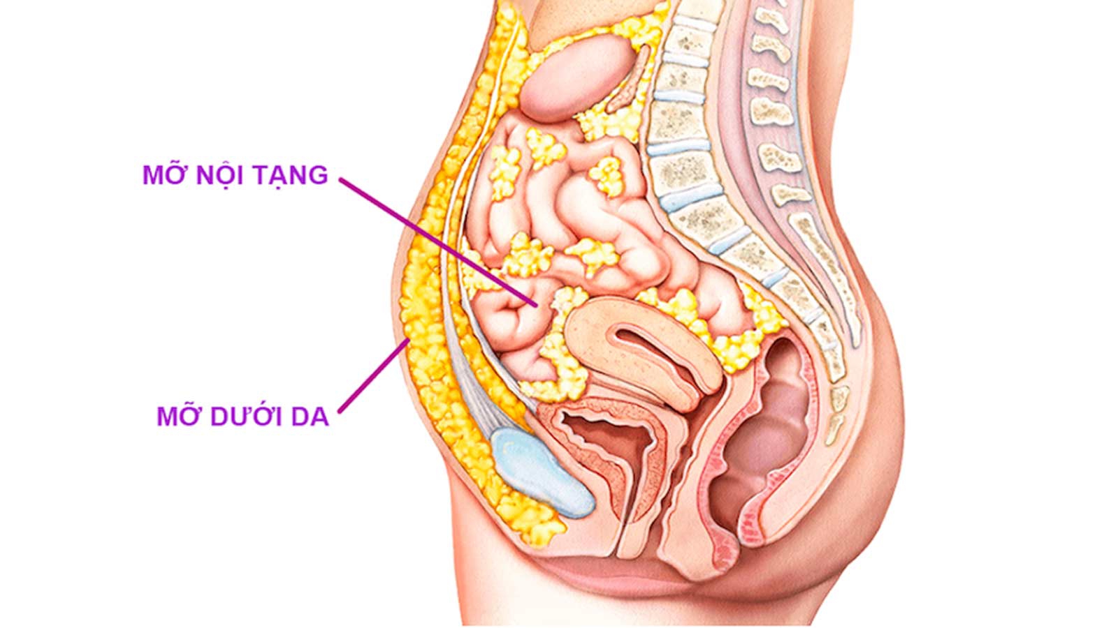 Nhiễm mỡ: Làm thế nào để ngăn ngừa và điều trị hiệu quả? 1 giam mo noi tang bang cach nao f60b4e89e6 Nhiễm mỡ: Làm thế nào để ngăn ngừa và điều trị hiệu quả?