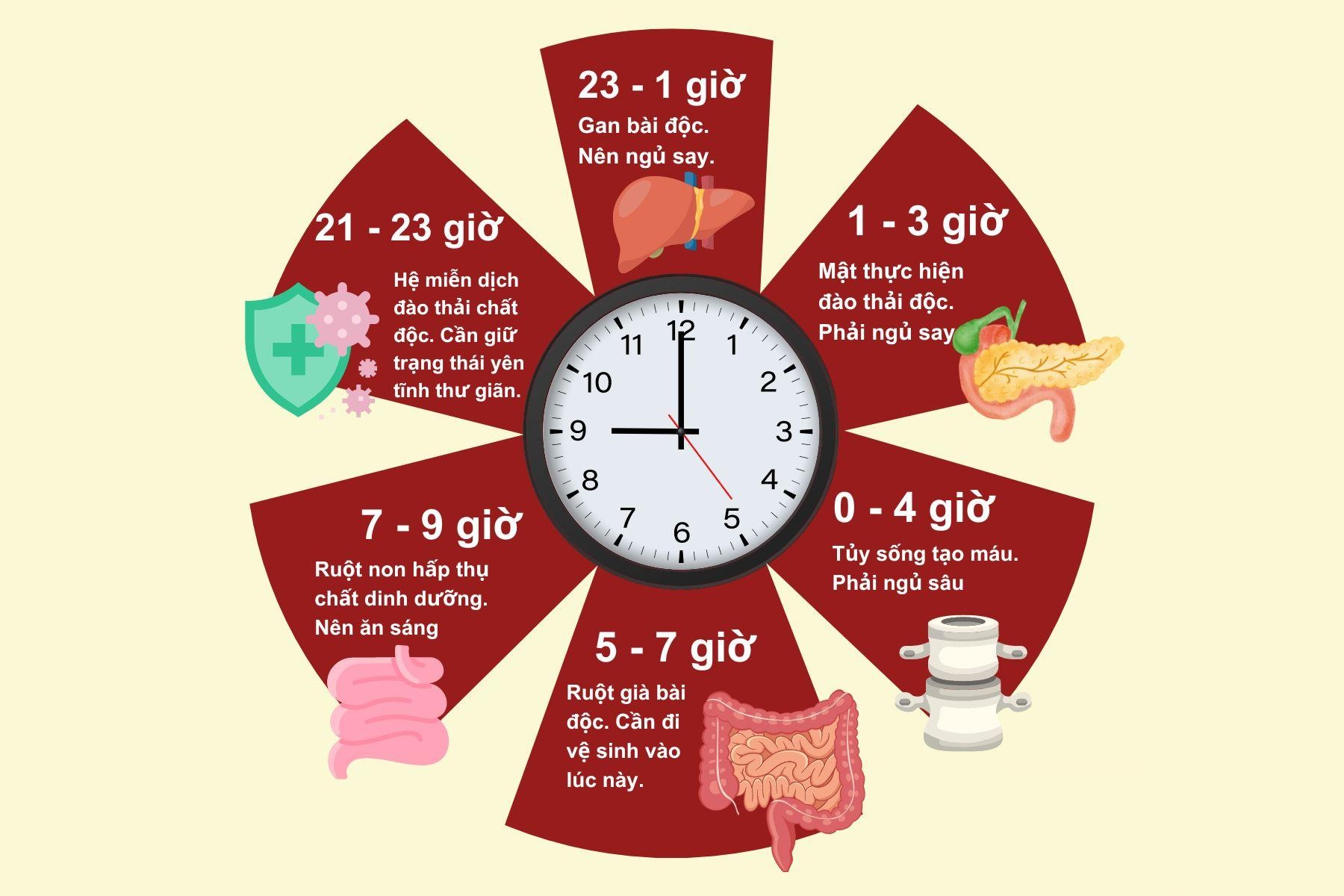 Hinh blog 1800 × Dinh dưỡng theo nhịp sinh học: Ăn uống đúng giờ giúp cơ thể khỏe mạnh hơn thế nào