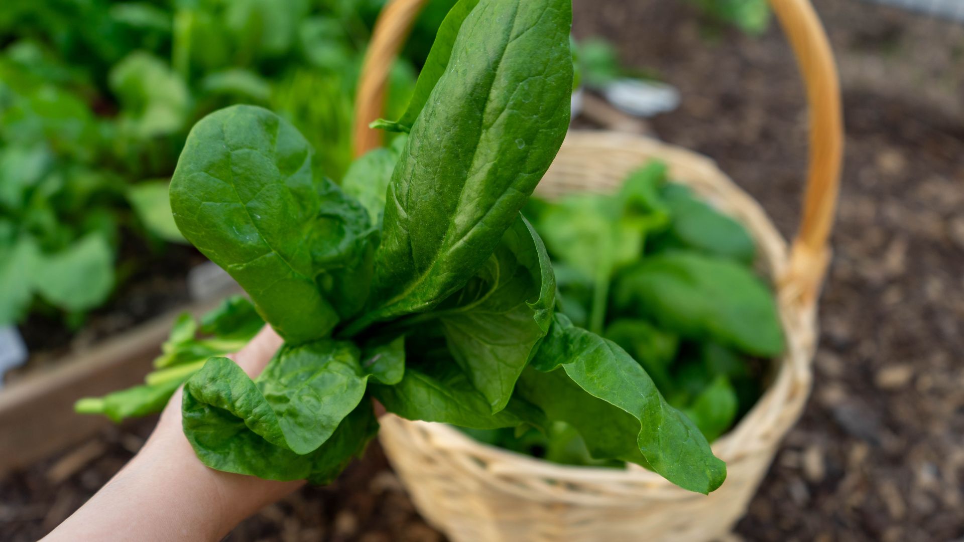 Them tieu de 76 12 Thực Phẩm Tốt Cho Sức Khỏe Tim Mạch Mà Bạn Nên Thêm Vào Chế Độ Ăn